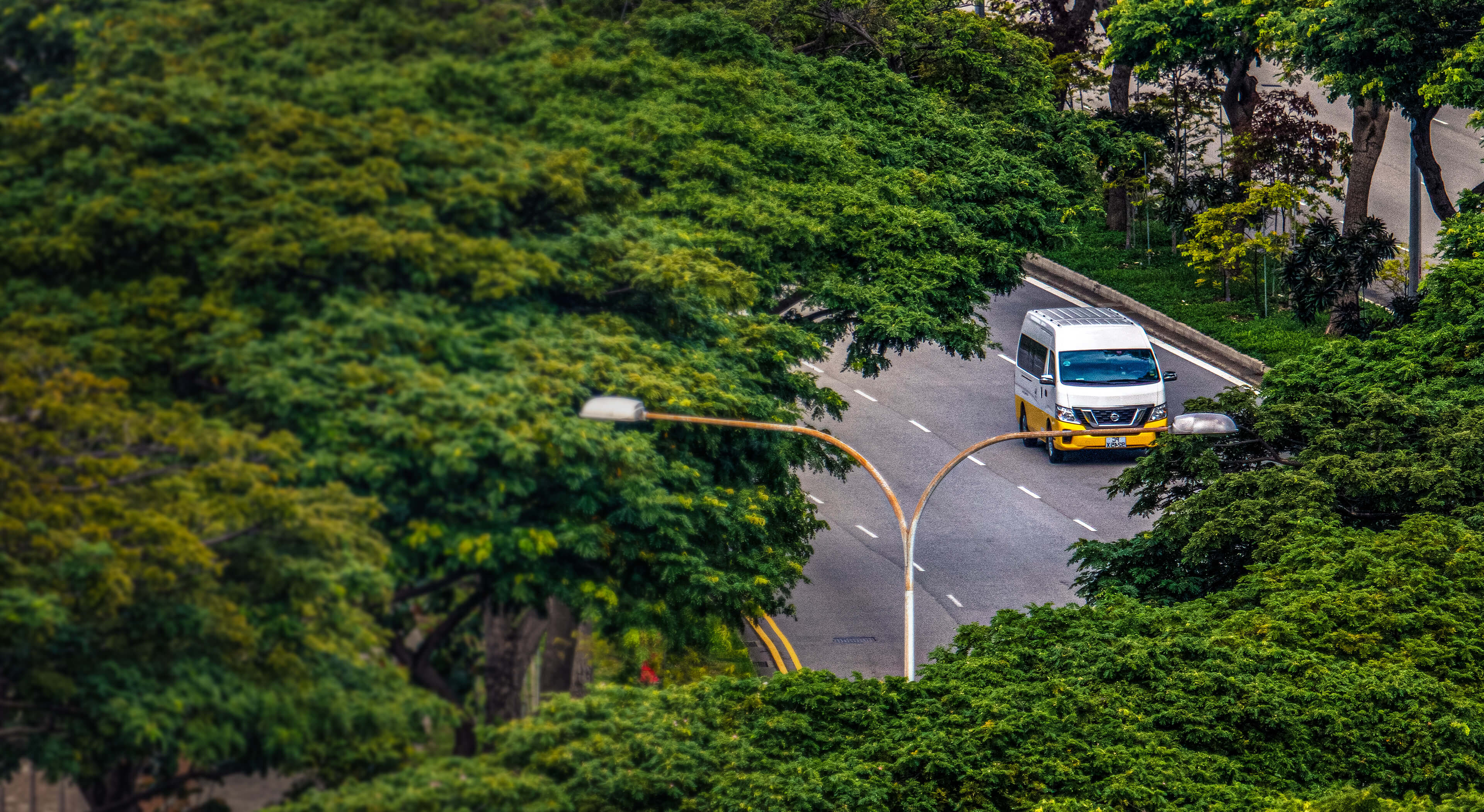 Tree canopy providing shelter over a road 