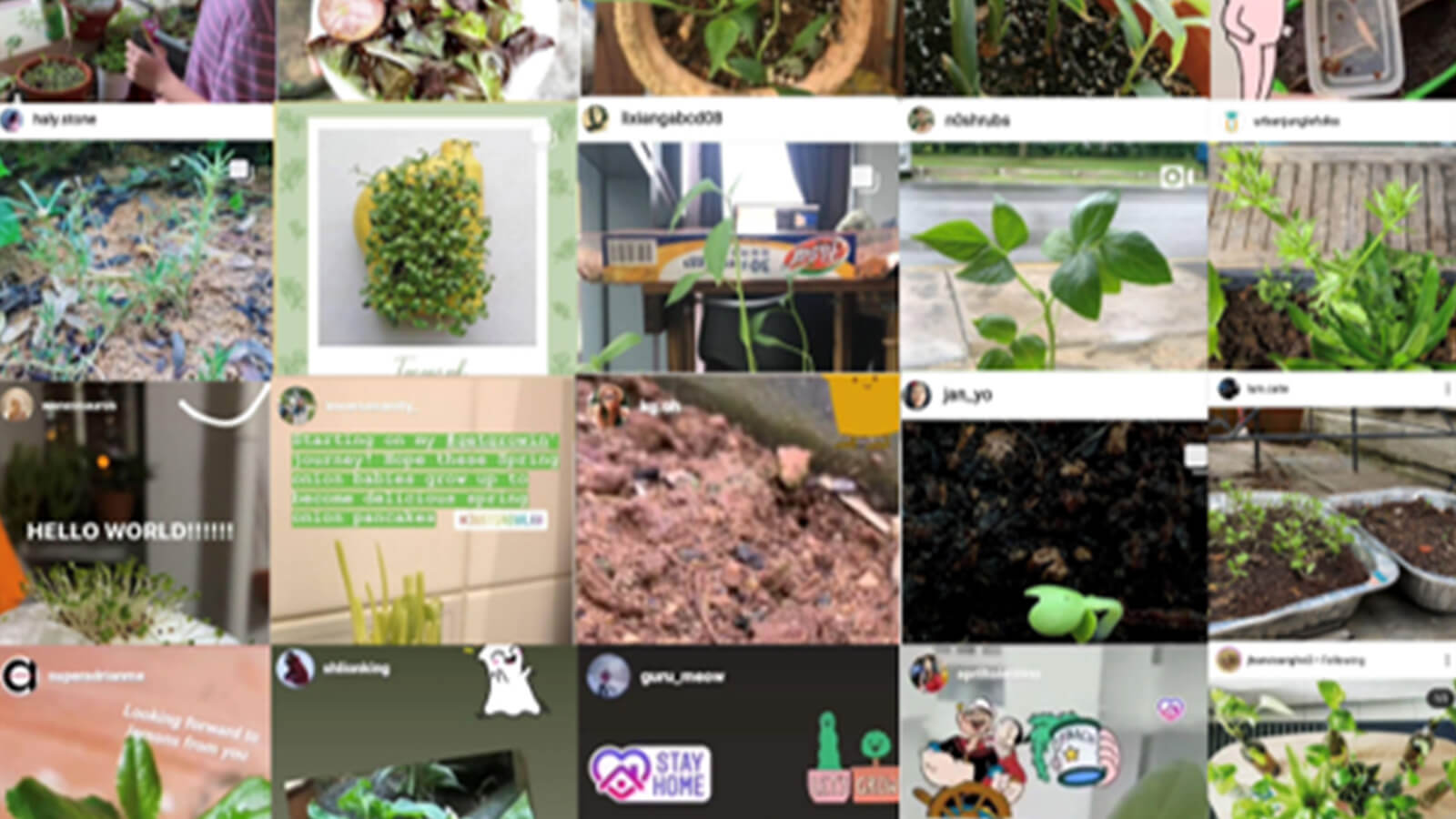 ‘Get Growin’ Instagram challenge to encourage people to grow edible crops in their own homes