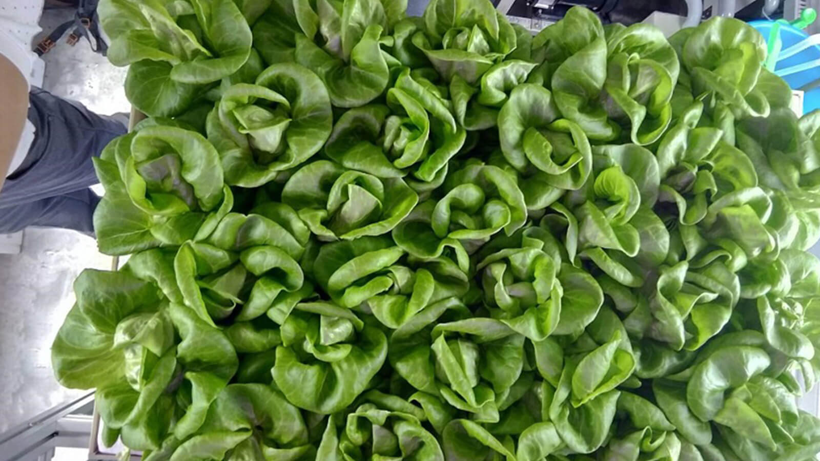 Harvesting fully grown lettuces at Delta Singapore’s container smart farm