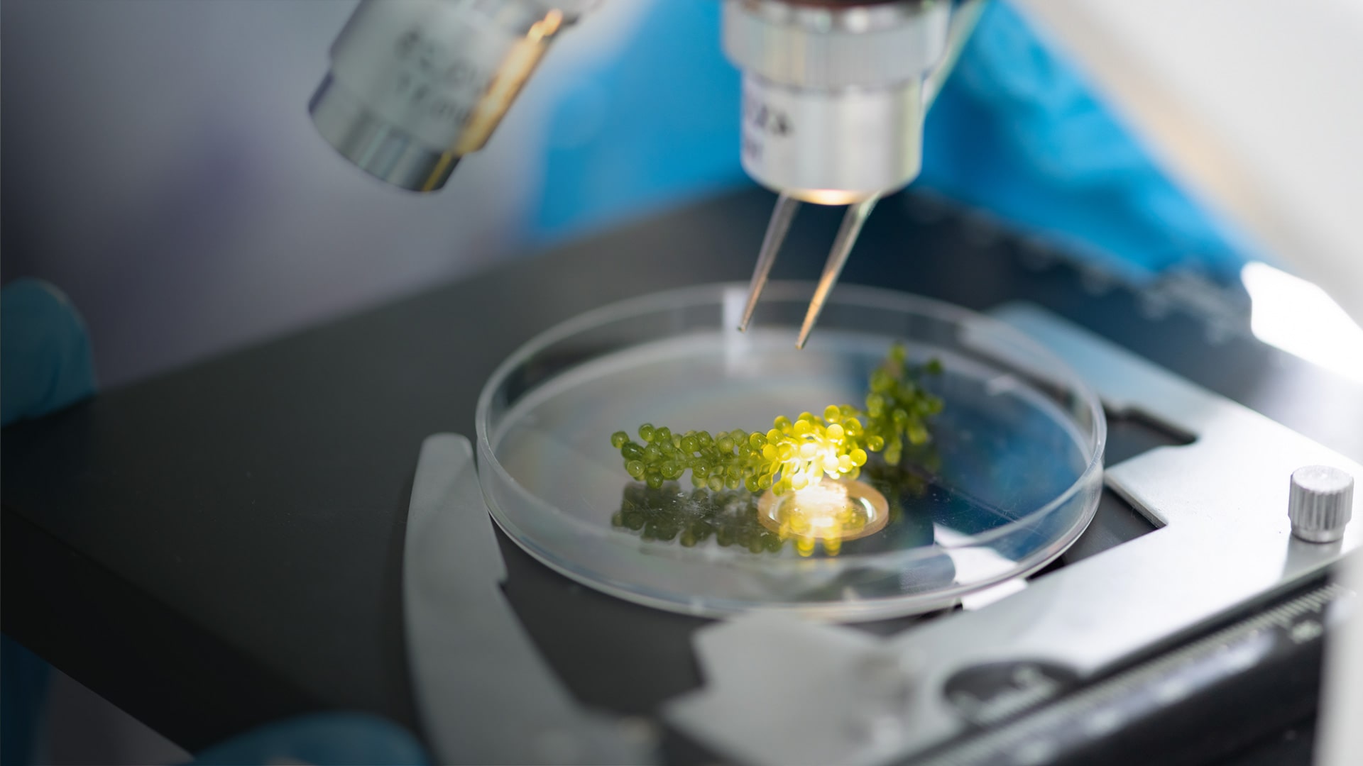 Agri-food tech research being carried out under a microscope