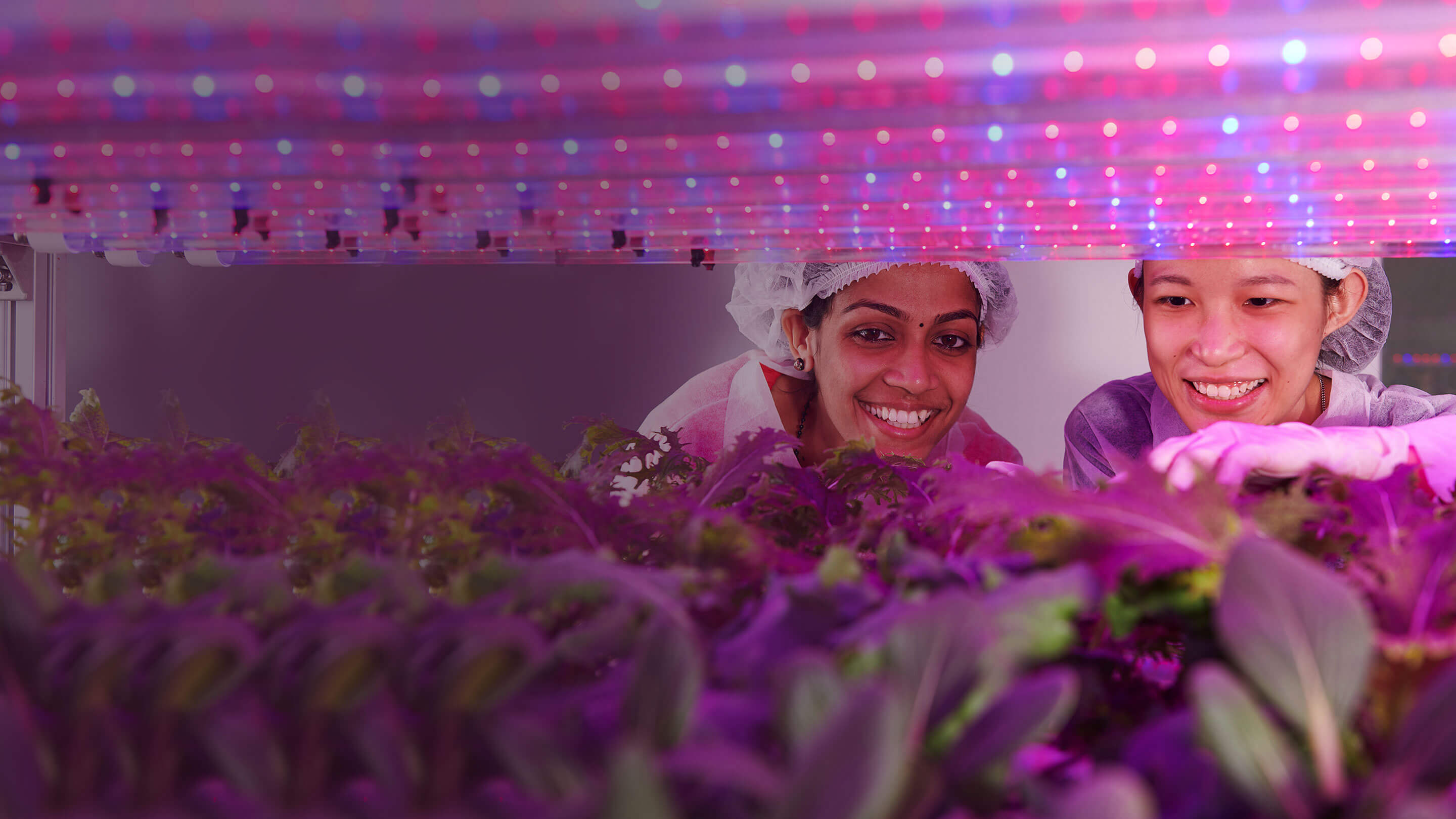 Employees checking on plants growing indoors under LED lights