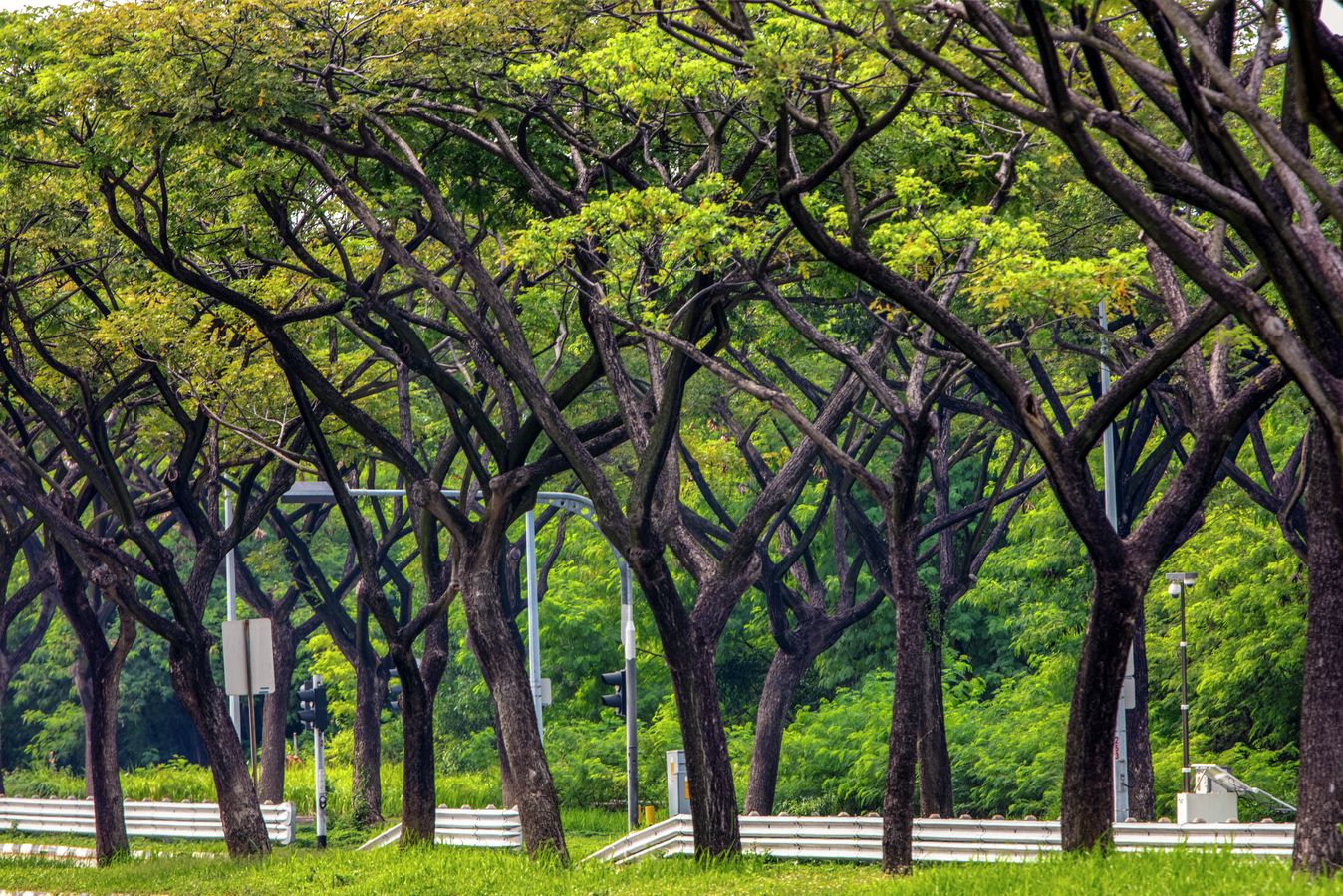 Jurong Island is the place where green dreams are made.