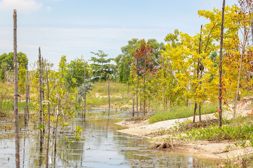 The Jurong Island pond is a nature-based solution that helps build flood resilience