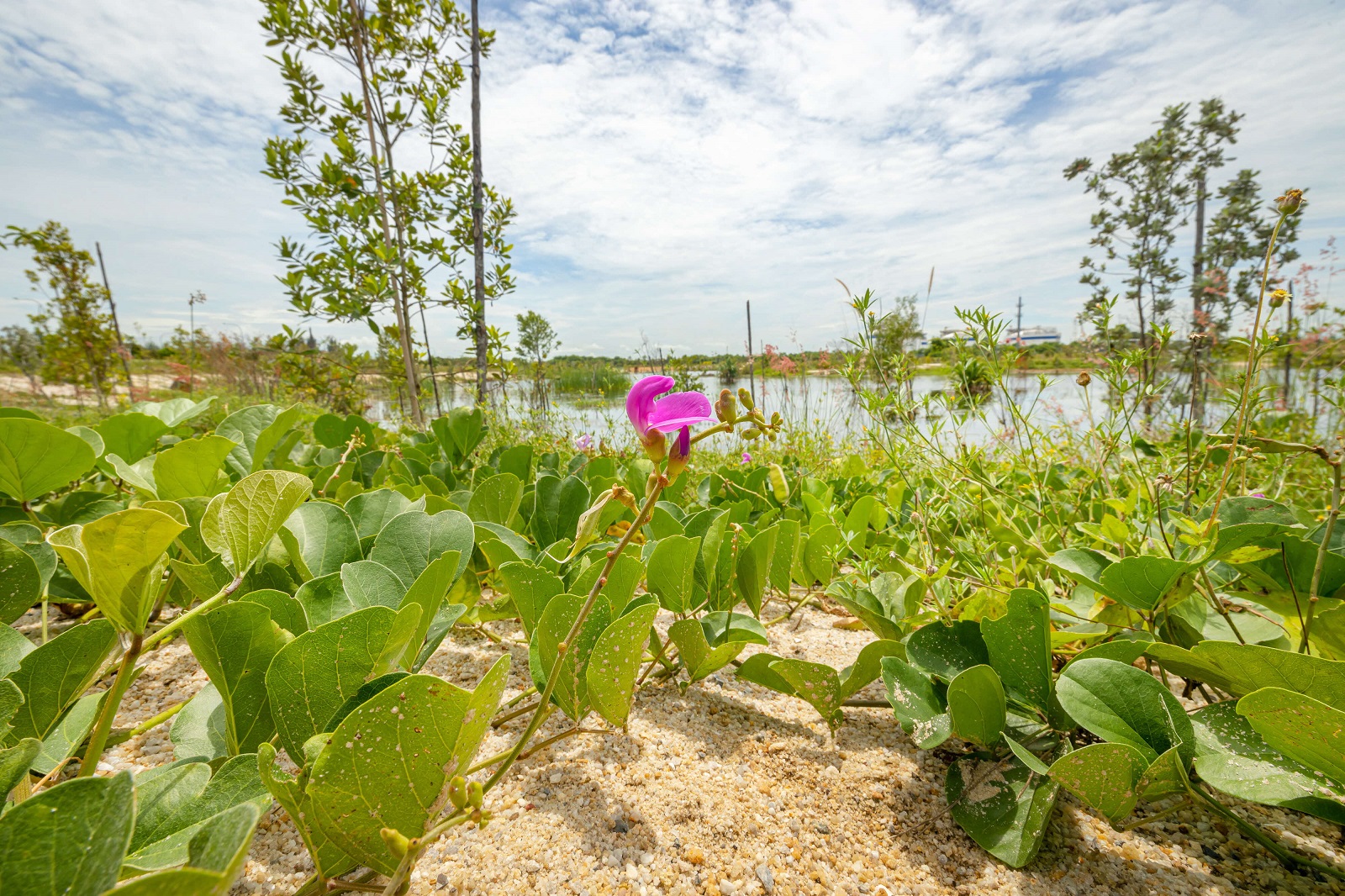 Greenery has been added to the pond's surroundings