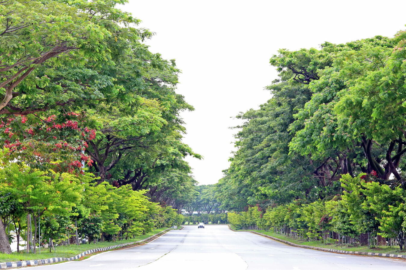 jurong-island-highway-in-2022-credit-nparks.jpg?h=900&iar=0&w=1350&hash=7DBB36603B0B2832E5193B703B81A377