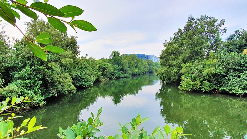 Clusters of crabapple mangrove that will be conserved along the Sungei Pangsua Canal in Sungei Kadut