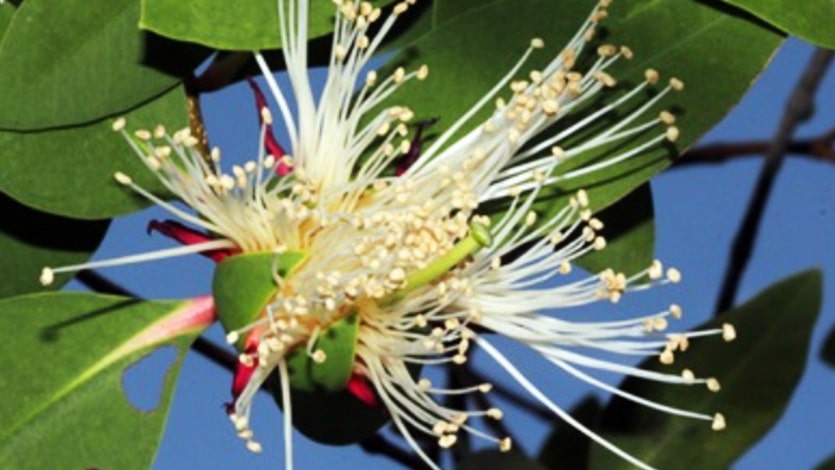 Flowers of the crabapple mangrove, an endangered mangrove tree that is native to Sungei Kadut.
