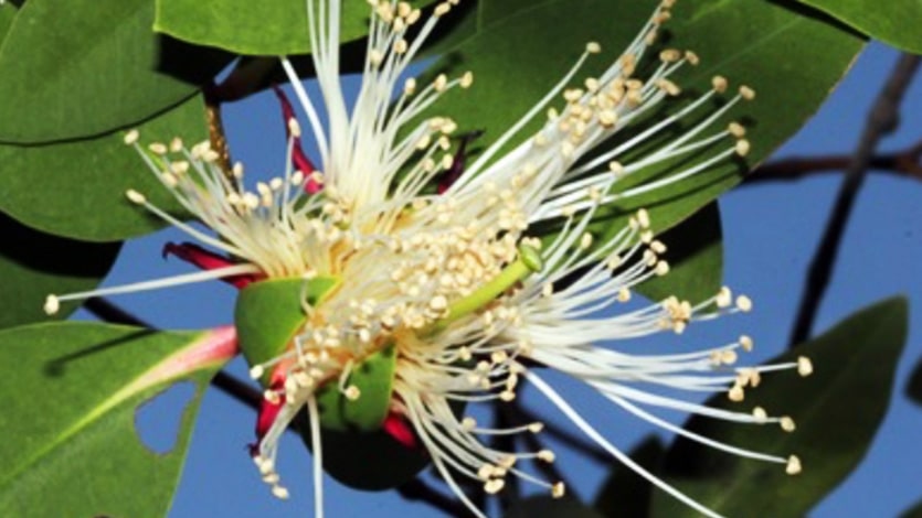 Crabapple mangrove flowers Flowers of the crabapple mangrove, an endangered mangrove tree that is native to Sungei Kadut.