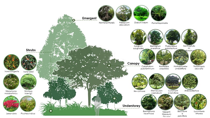Tiered planting of different plant species at Sungei Kadut mimics the multi-tiered structure of forests.