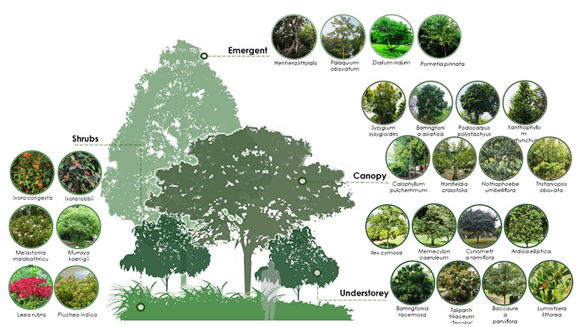 Diagram showing tiered planting Tiered planting of different plant species at Sungei Kadut mimics the multi-tiered structure of forests.