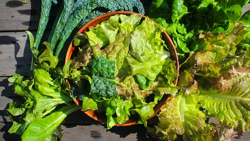 A delicious display of fresh produce grown by Archisen’s urban farms