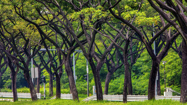 Photo of trees on the side of the street on Jurong Island