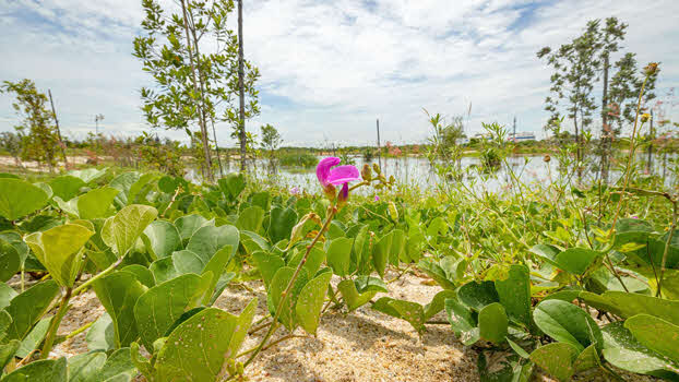 Greenery has been added to the pond's surroundings.