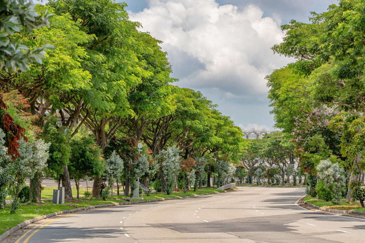 Jurong Island is now home to some 44,000 trees.