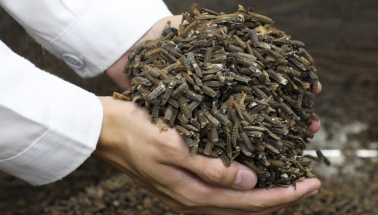 Insectta extracts chitosan and eumelanin from the black soldier fly.